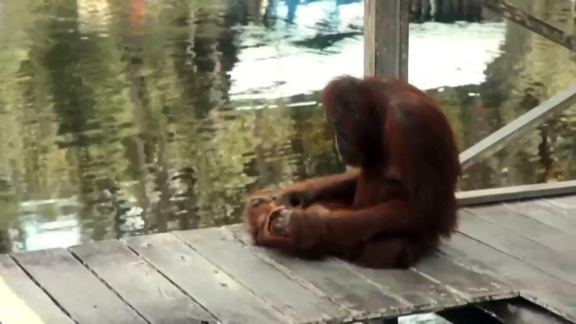 Orangutan Shaka Houseboat With Cabin Pangkalanbuun Exterior foto